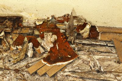 Dry Rot Remediation in Olathe, KS