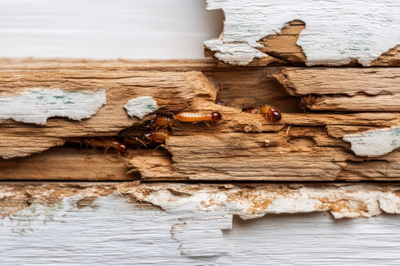 Pest Damage Repair in Indianapolis, IN