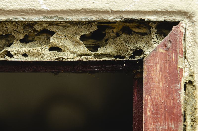 Decay Repair Service in Longmont, CO