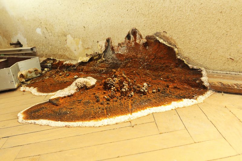 Dry Rot Repair in Arvada, CO