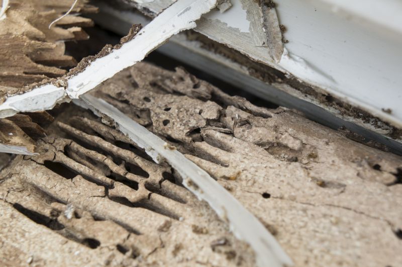 Pest Damage Repair in Indianapolis, IN