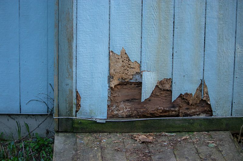 Pest Damage Repair in Arvada, CO