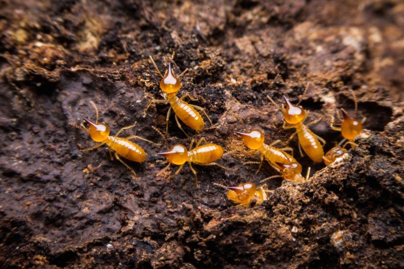 Termite Damage Repair Service in Denver County, CO