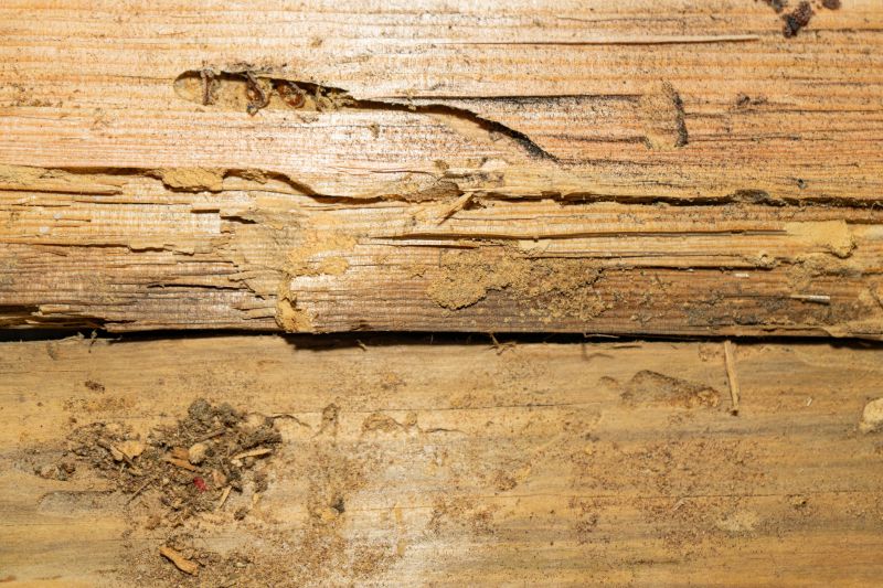 Termite Damage Restoration in Denver County, CO