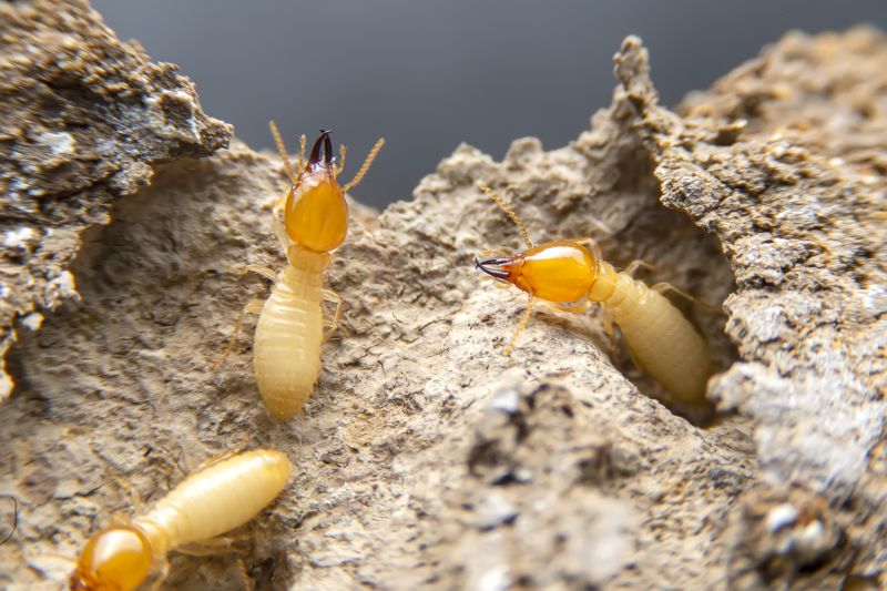 Termite Damage Restoration in Longmont, CO