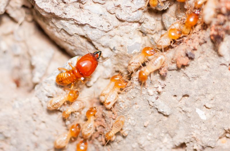 Termite Damage Restoration in Longmont, CO