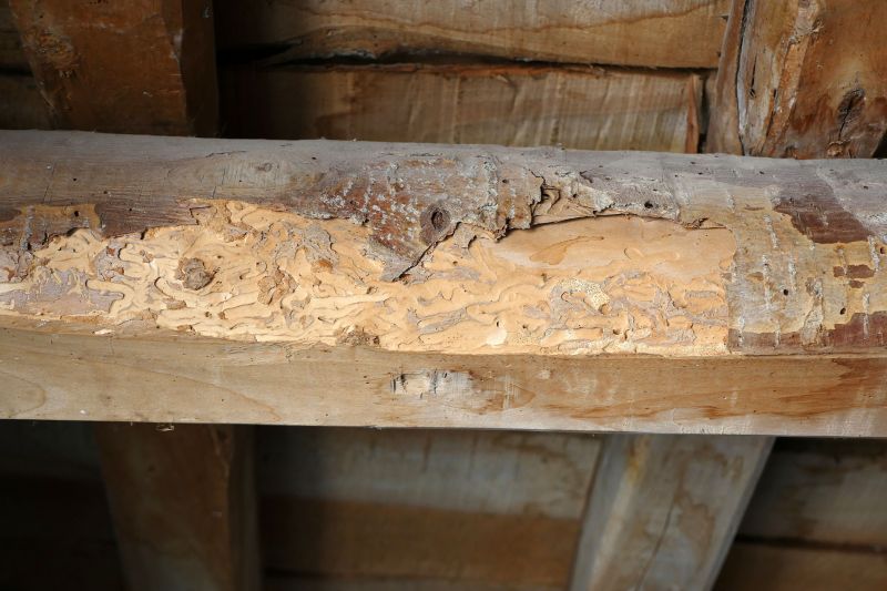 Wood Decay Repair in Conroe, TX